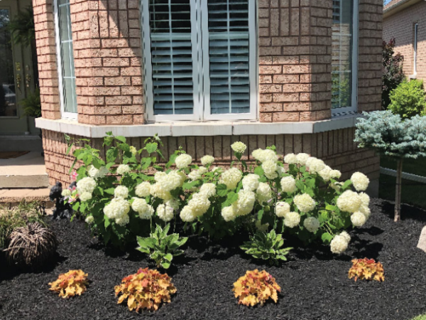 Garden Installation & Garden Maintenance