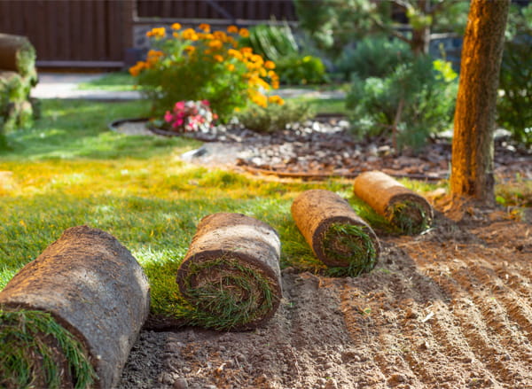 Sod Installation in Newmarket